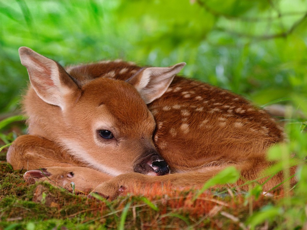 Baby Animals Wallpaper - HD Wallpapers Pretty