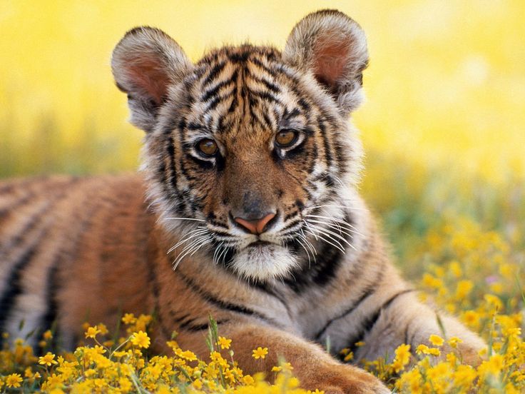 Really Cute Animals Cute Baby Tiger Wallpaper background