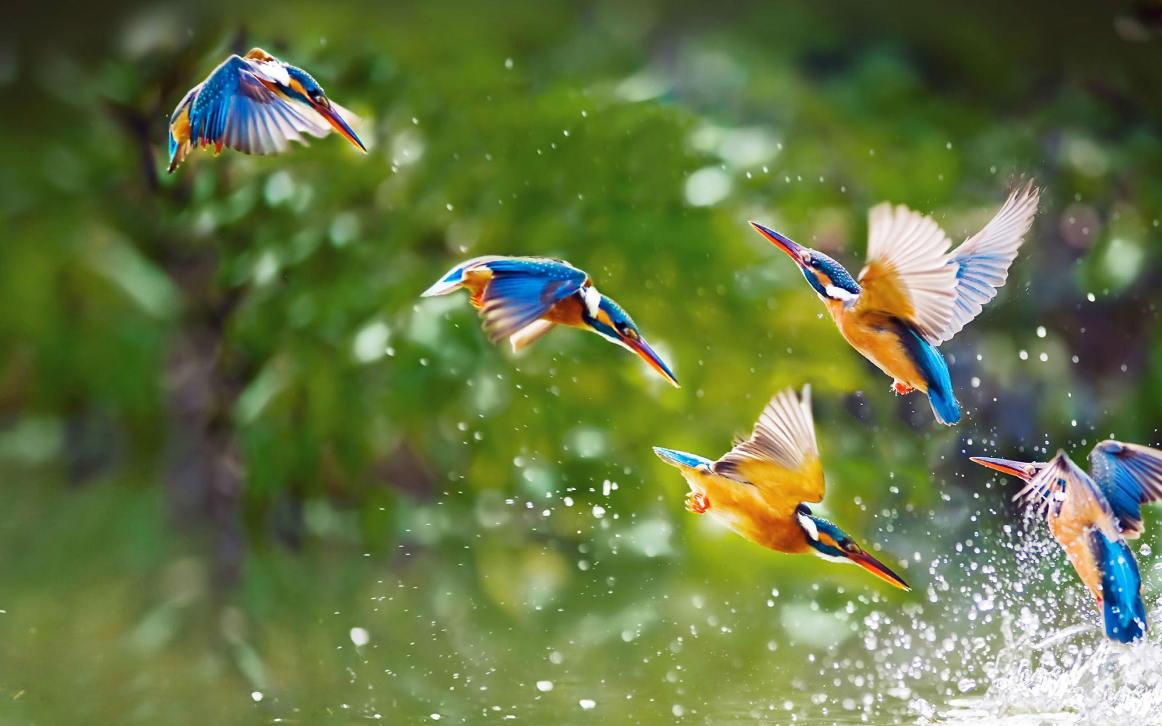 Happy Monsoon Kingfisher Birds HD Backgrounds