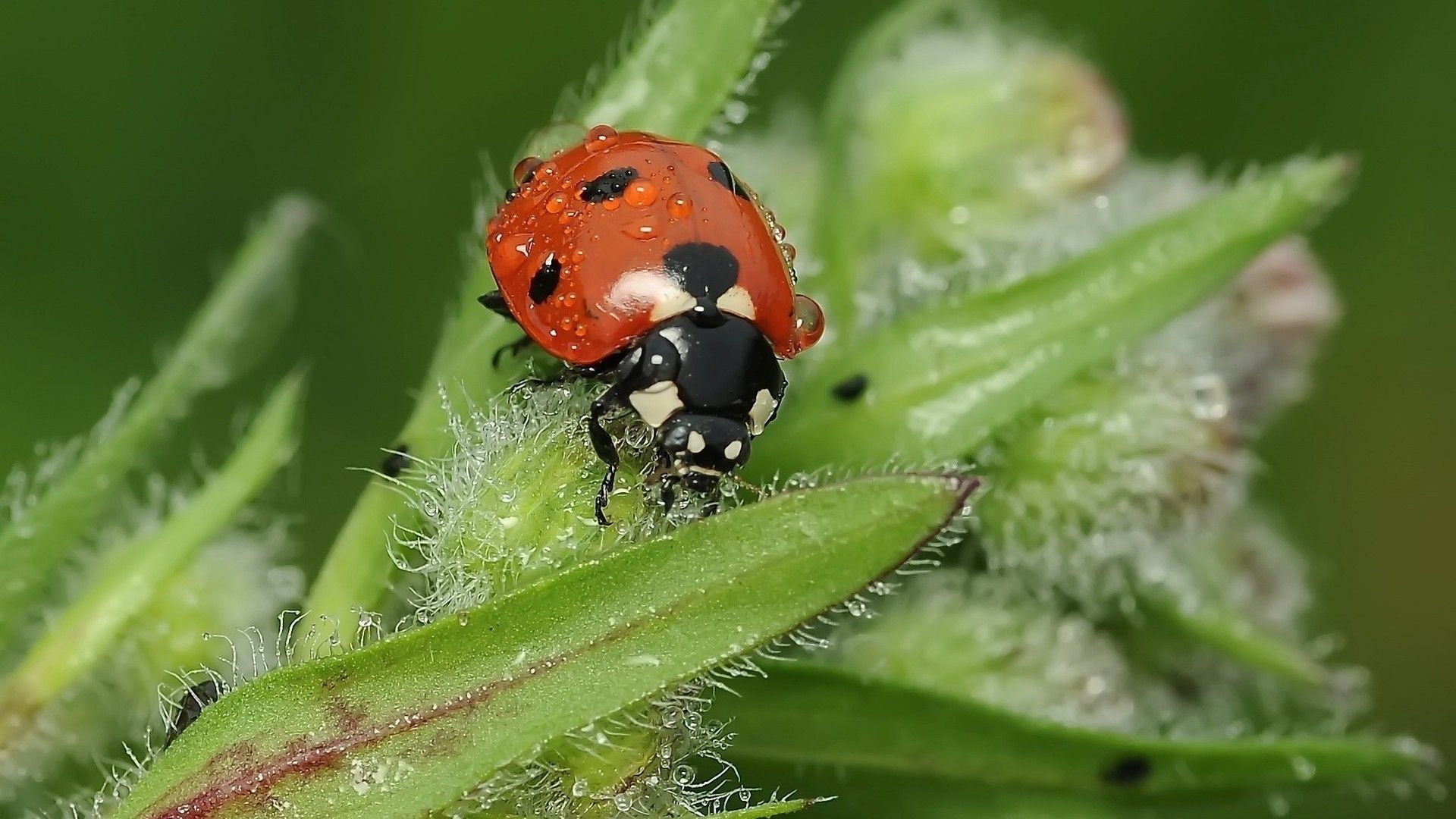 Lady Bug Insect in Monsoon Season | HD Wallpapers