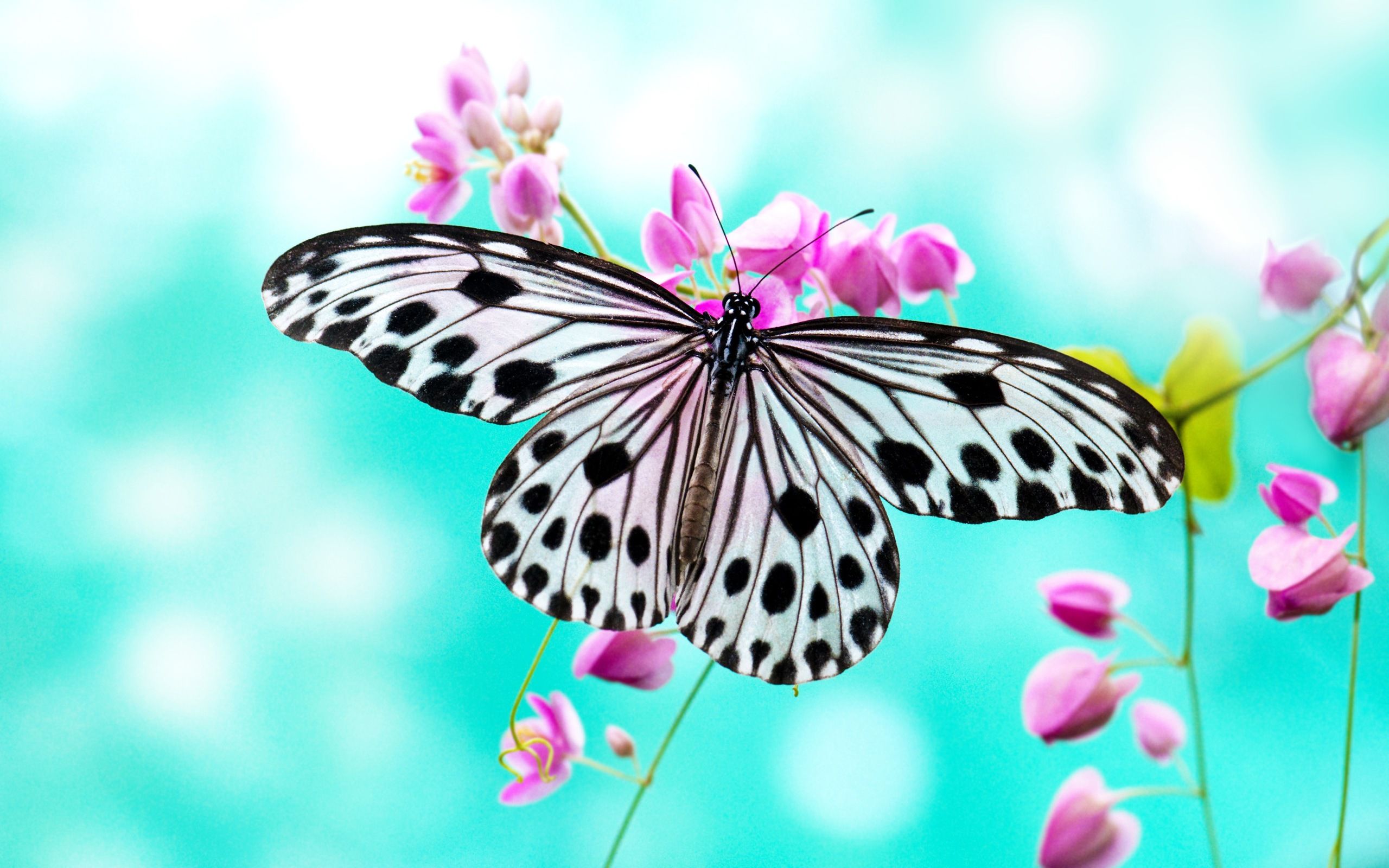 Black and White Butterfly HD Free Wallpaper | Get Latest Wallpapers