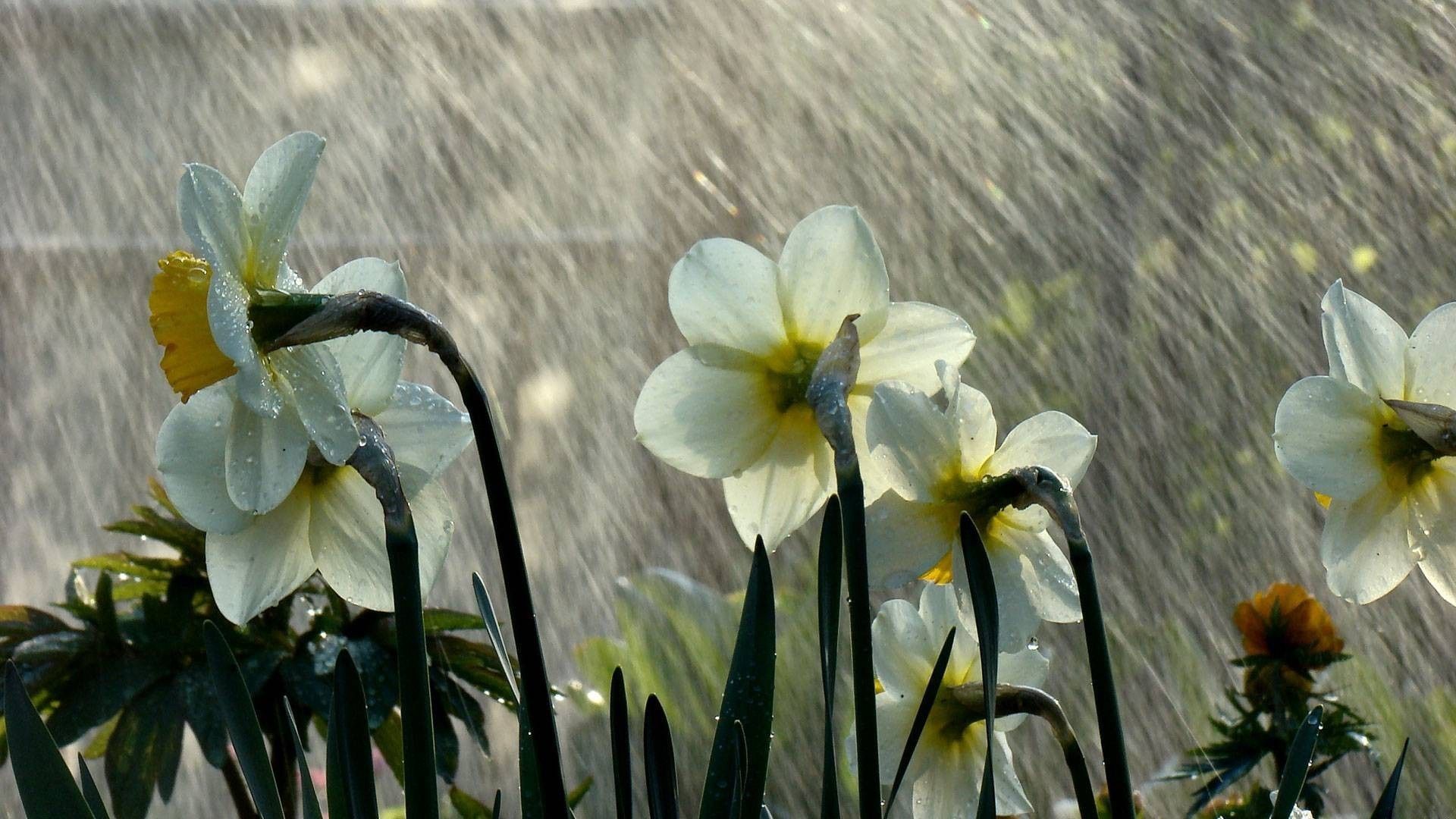 Beautiful Rain on Flower Wallpaper | HD Wallpapers