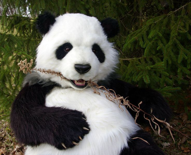 New amazing awesome very cute panda bear hd wallpapers 989 x 800
