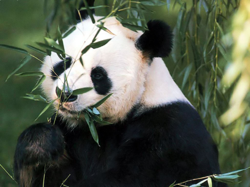 Panda Wallpaper - Cute Panda Bears Photos