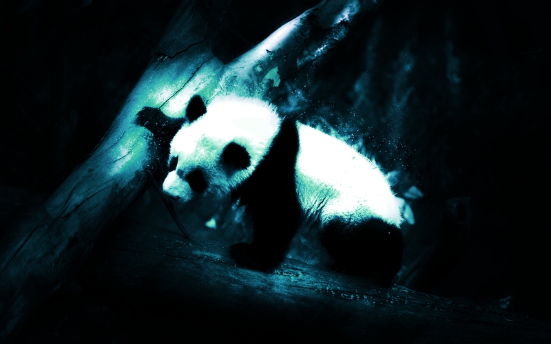 Panda bears kung fu panda 2000x1126 wallpaper Animals Bears HD
