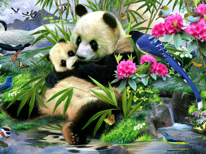 Sweet Panda Bears - Free Computer Backgrounds