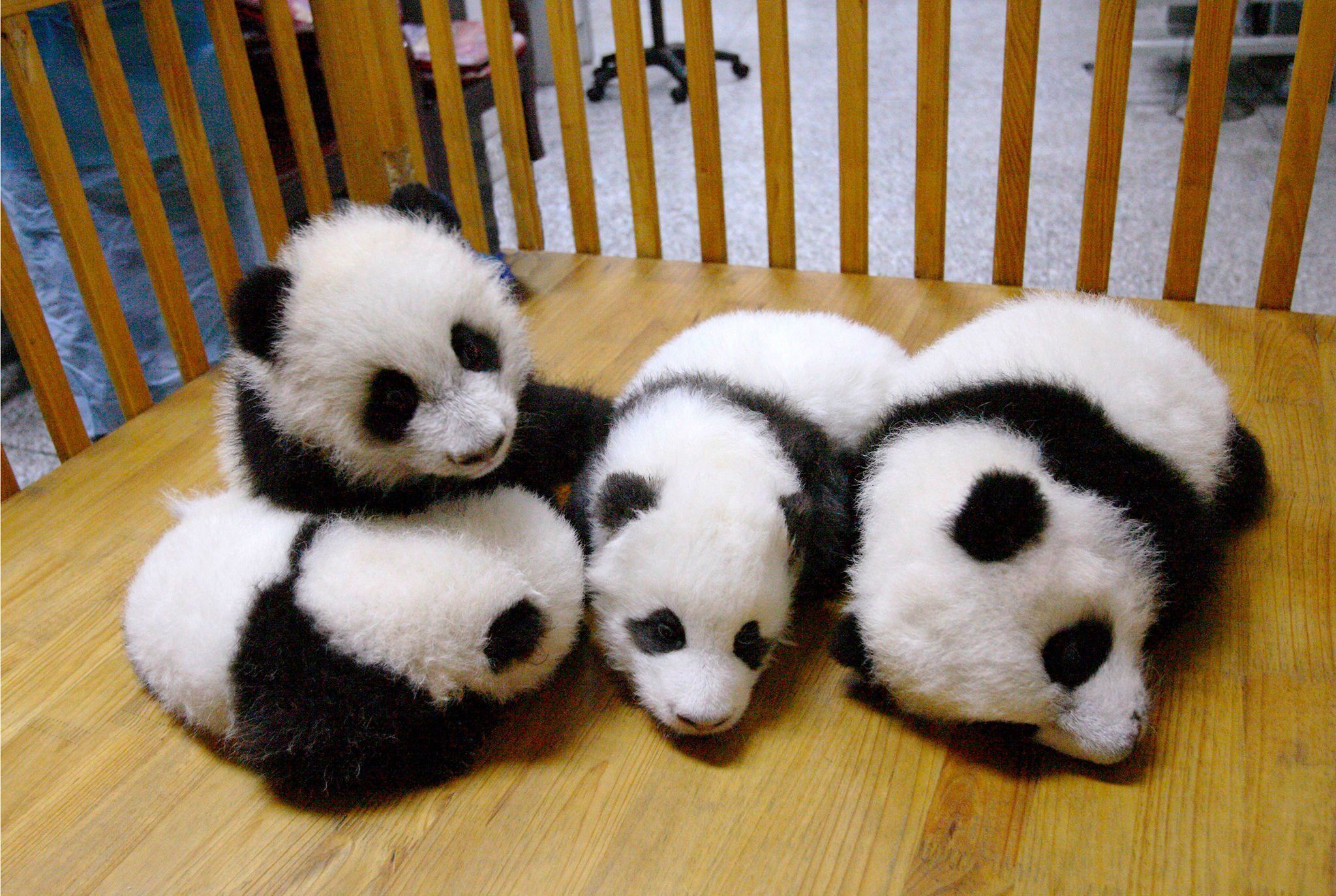 Panda pandas baer bears baby cute 29 wallpaper 2048x1374