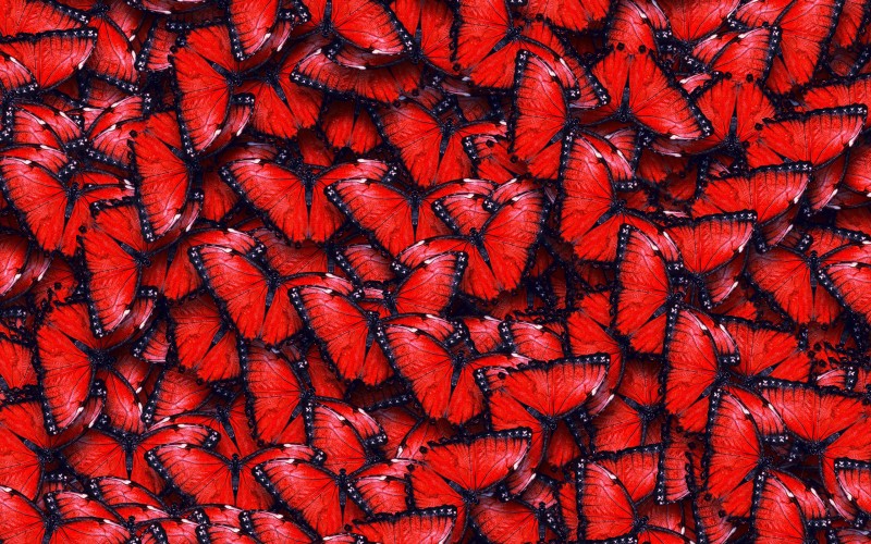 Red Butterfly Pattern Wallpaper