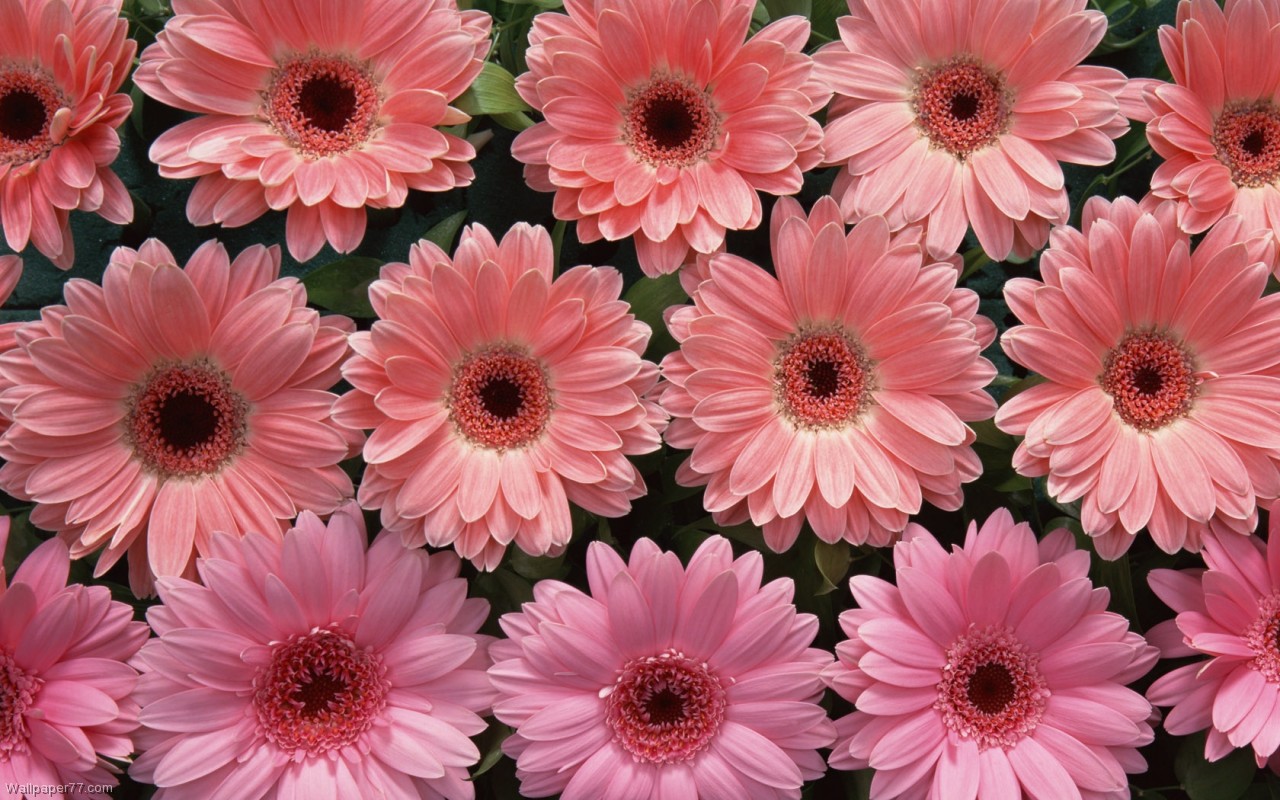 Pink Flower Bundle, 1280x800 pixels : Wallpapers tagged Bloom ...