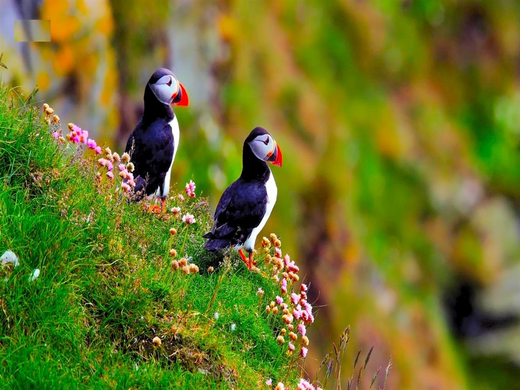 Atlantic puffin birds HD Wallpapers | High Quality HD Wallpapers
