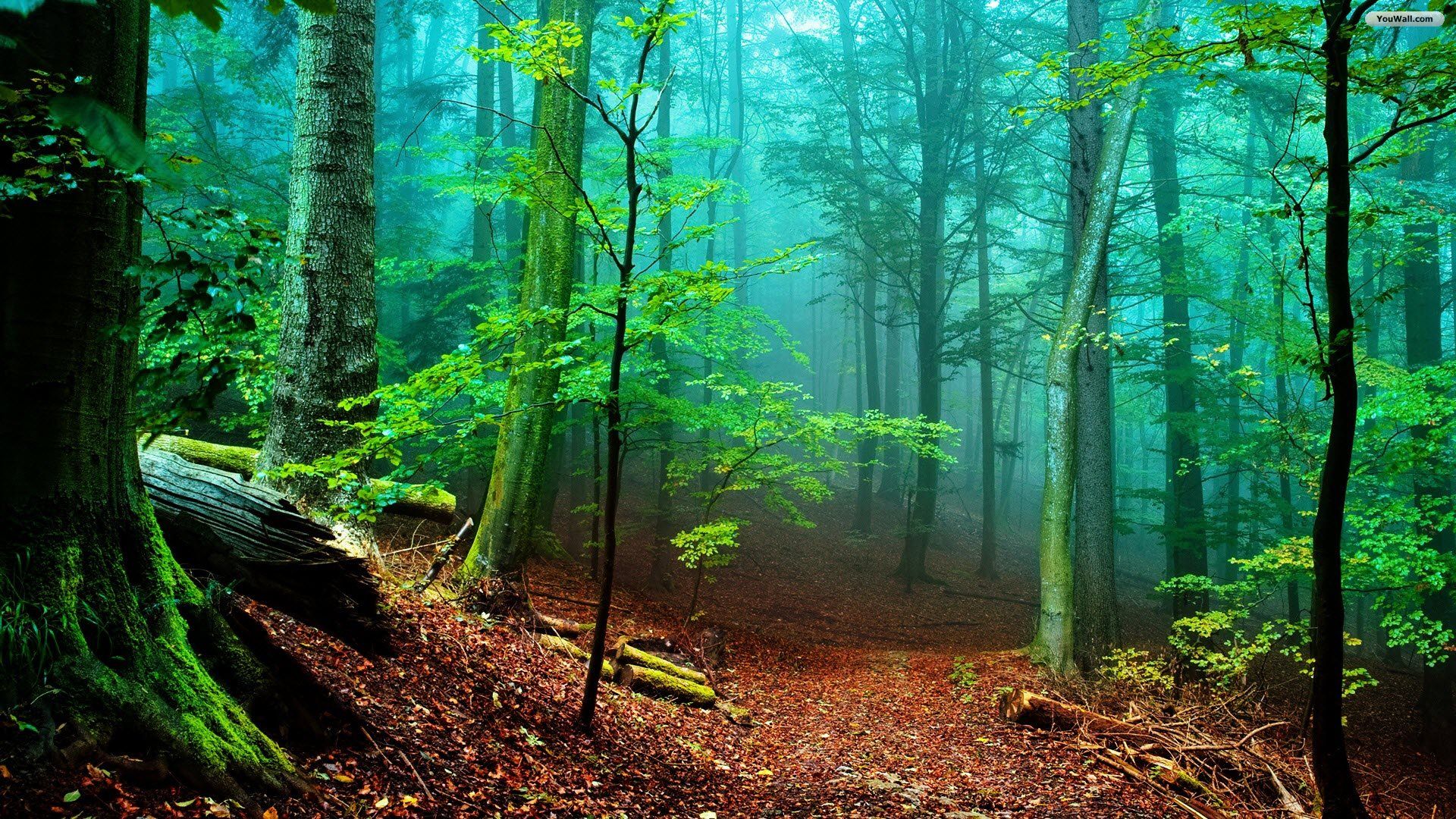 HD Great Forest Wallpaper HD 1080p Full Size - HiReWallpapers 3162