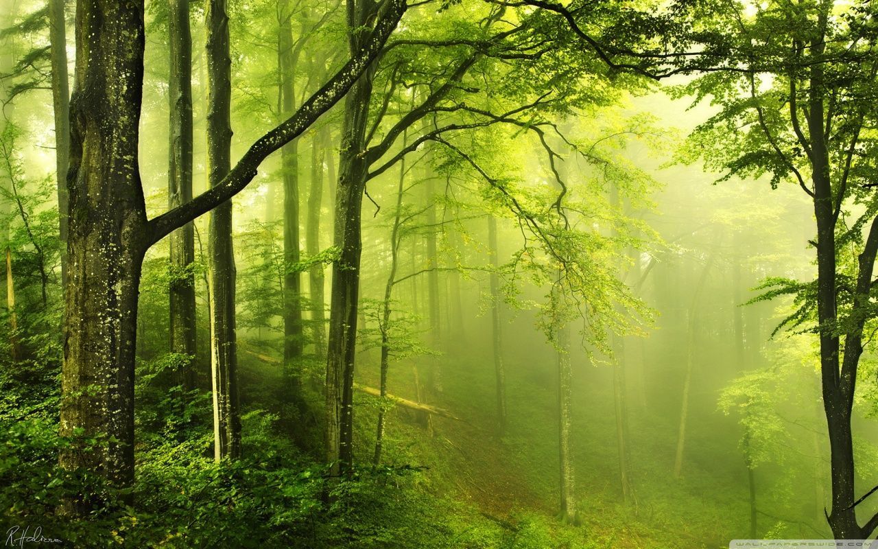 Beautiful Green Forest HD desktop wallpaper High Definition