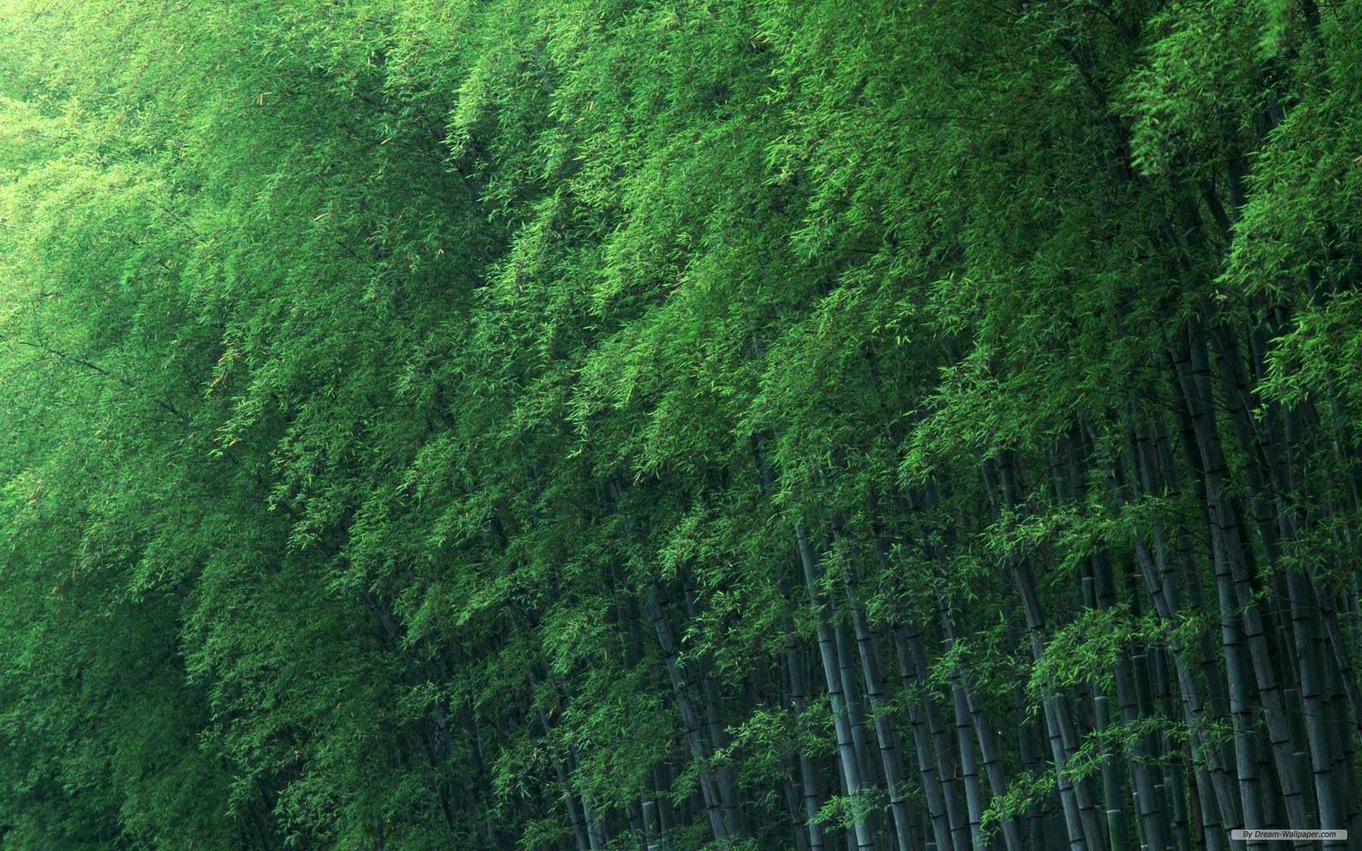 Free Wallpaper - Free Nature wallpaper - Bamboo Forest wallpaper ...