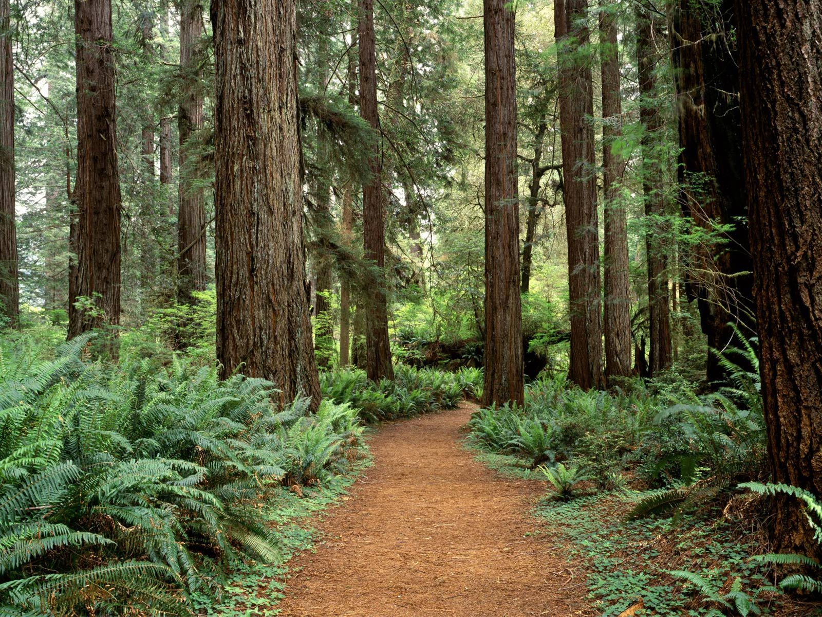 Desktop Wallpaper · Gallery · Nature · Forest - Olympic National ...