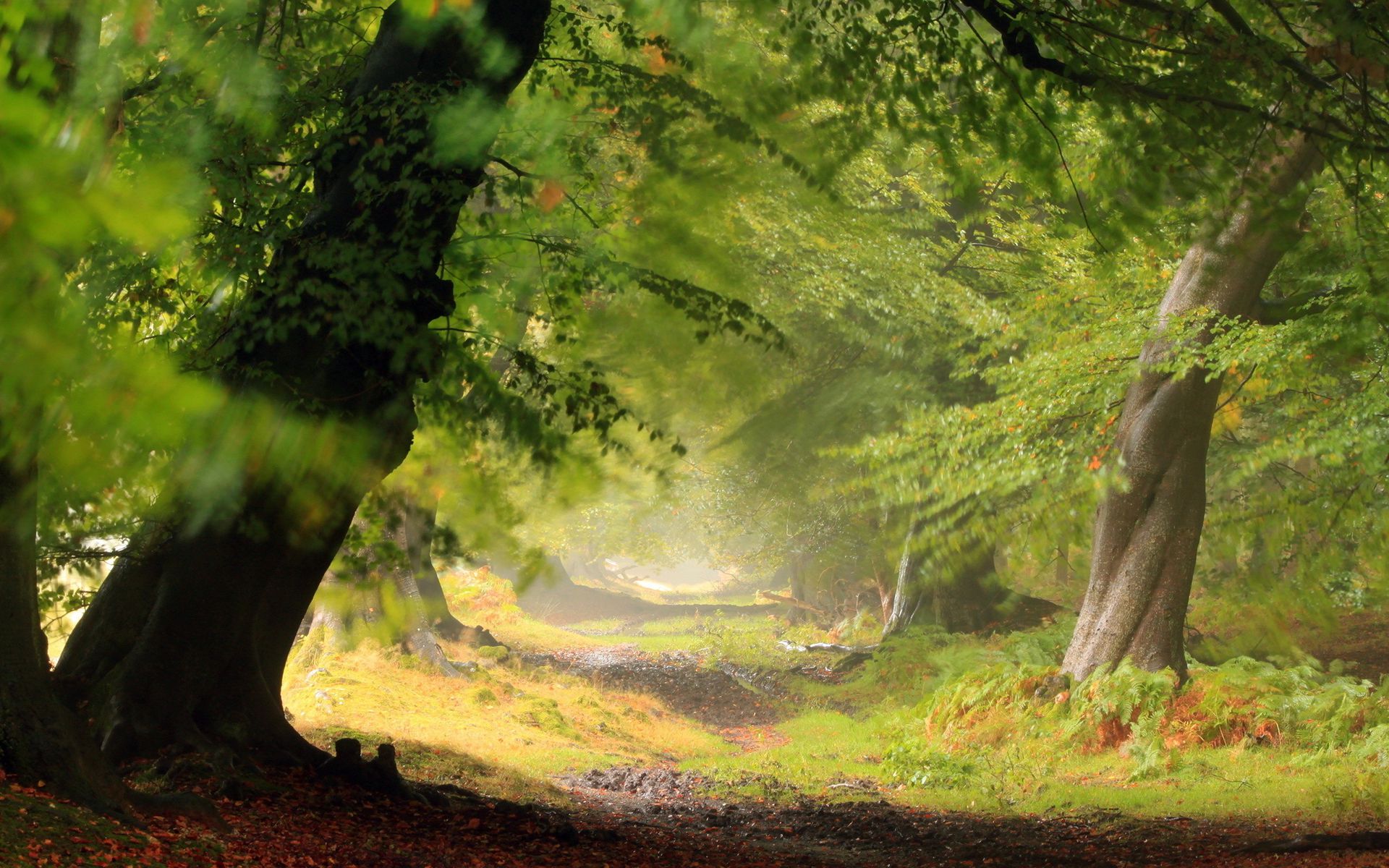 Hd Forest Wallpaper Free Download 19201200 High Definition