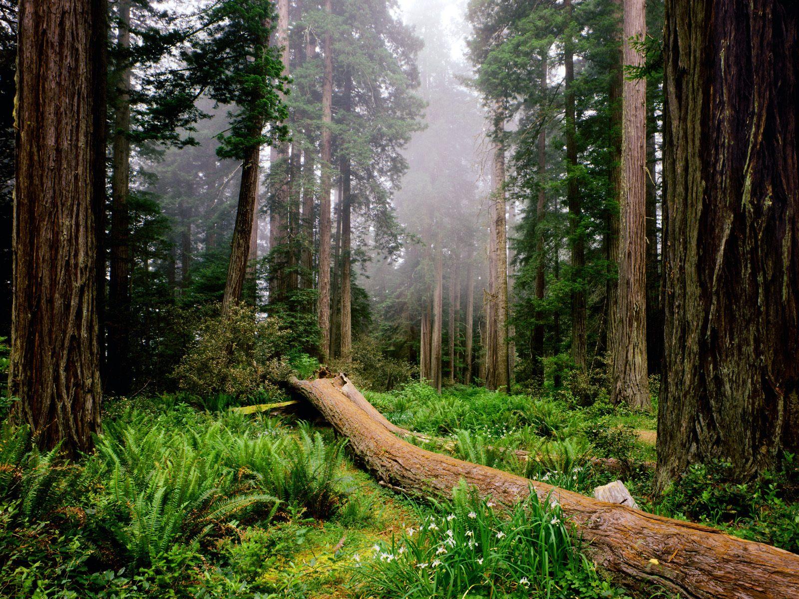 Redwood Forest Wallpapers - Wallpaper Cave