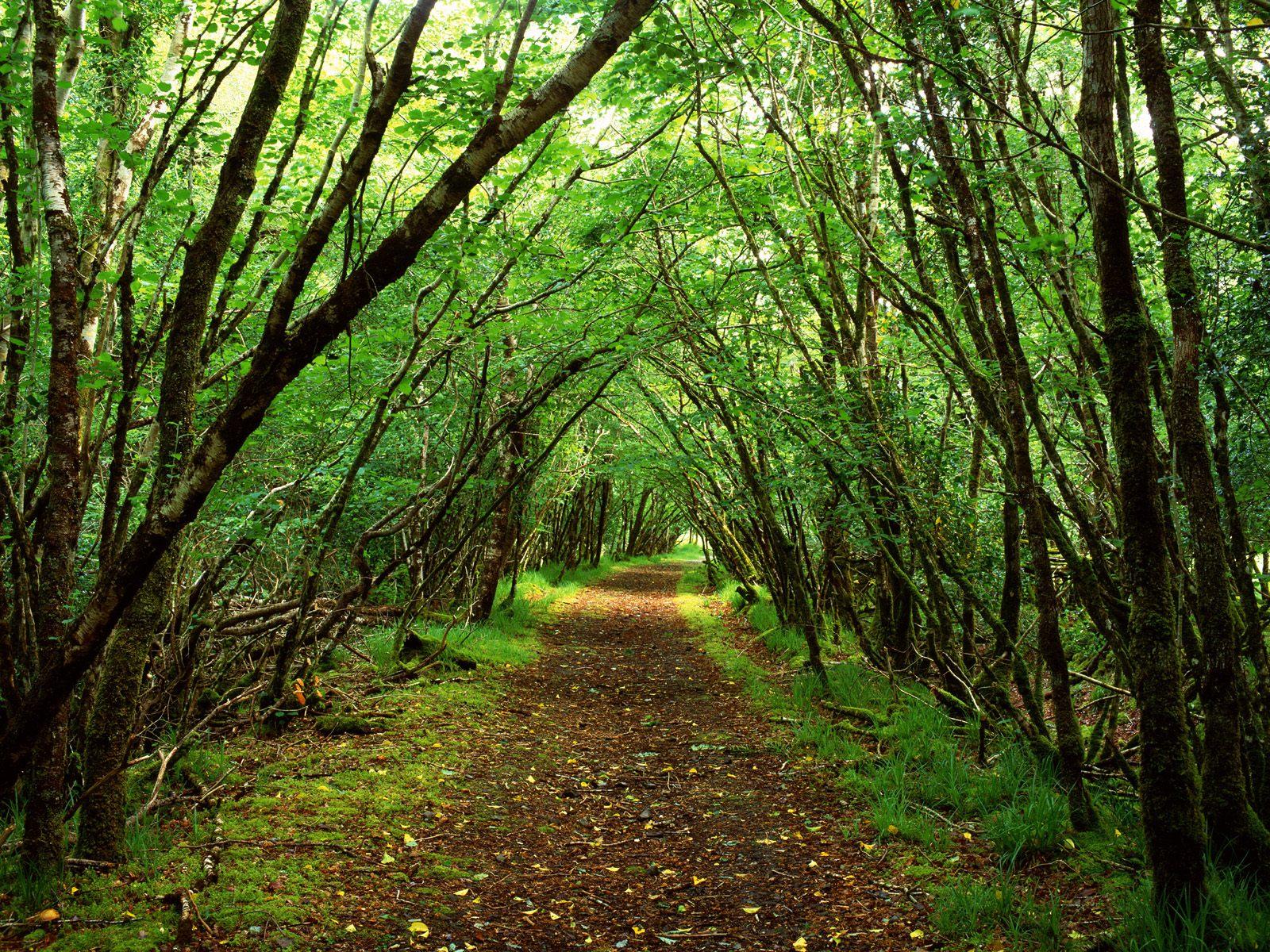 Nature Forest Path Wallpaper Picture #504 Wallpaper | High ...