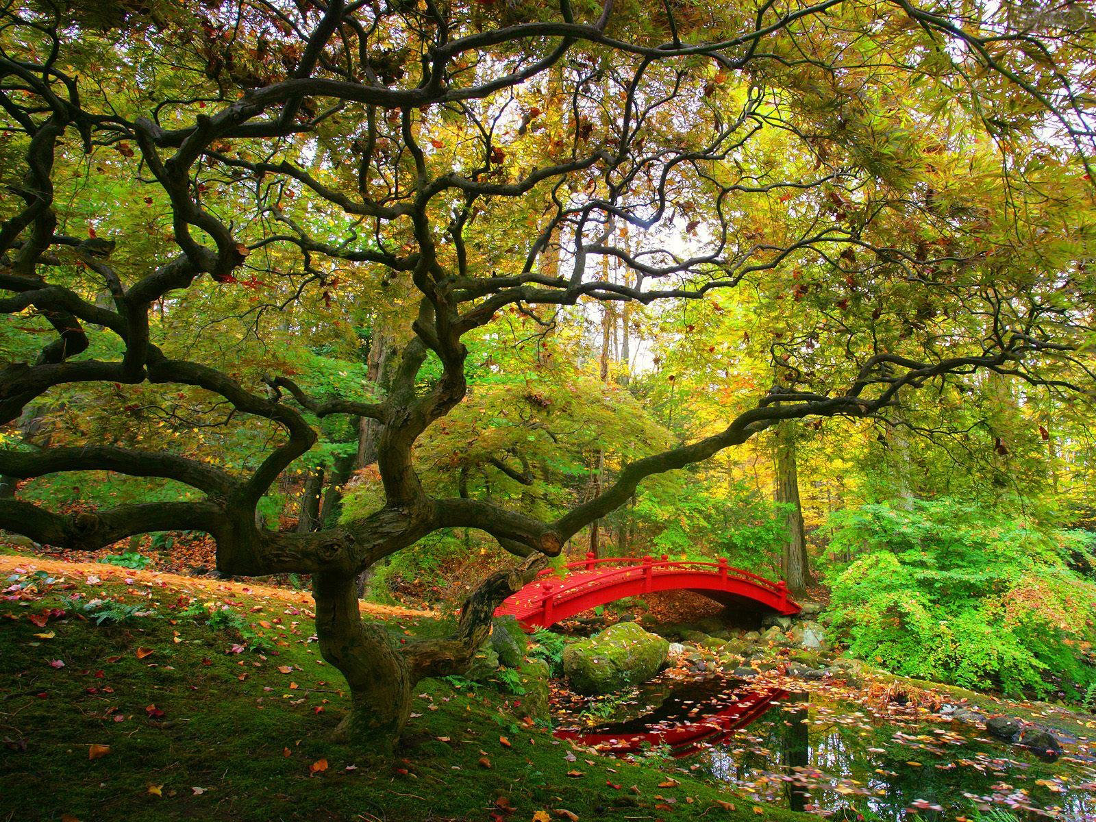Wallpapers Fair: Free Download Autumn Forest Desktop Background ...