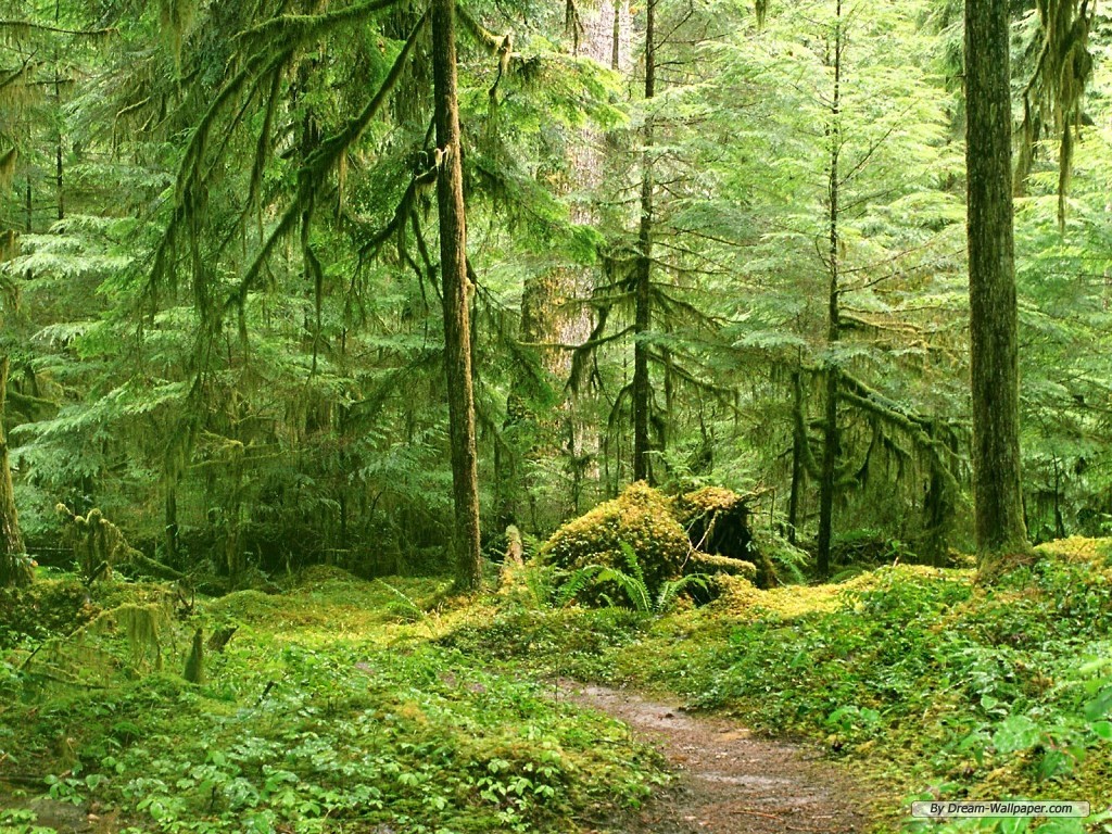 Free Wallpaper - Free Nature wallpaper - Forest Landscape ...