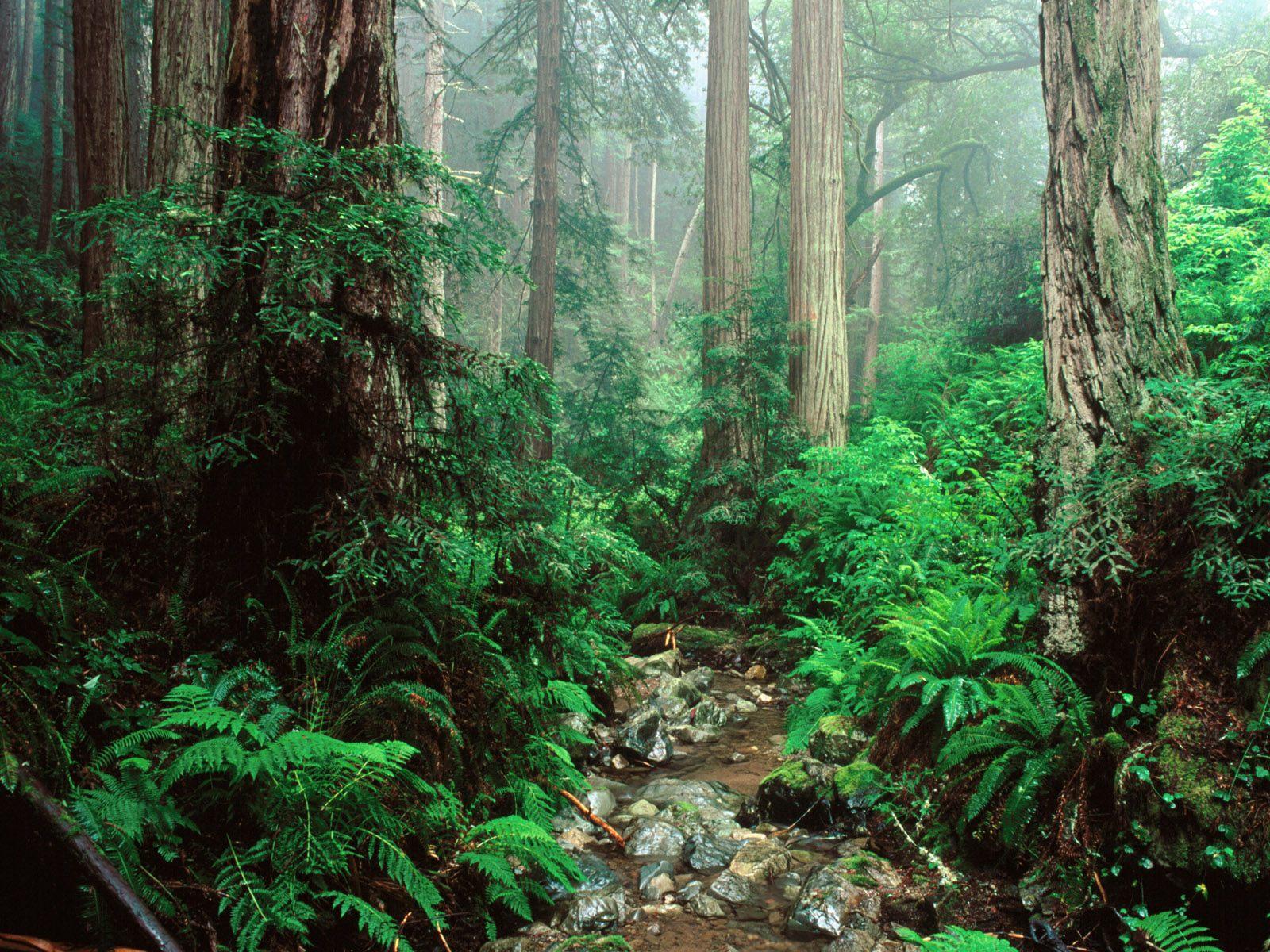Redwoods forest mount free desktop background - free wallpaper image