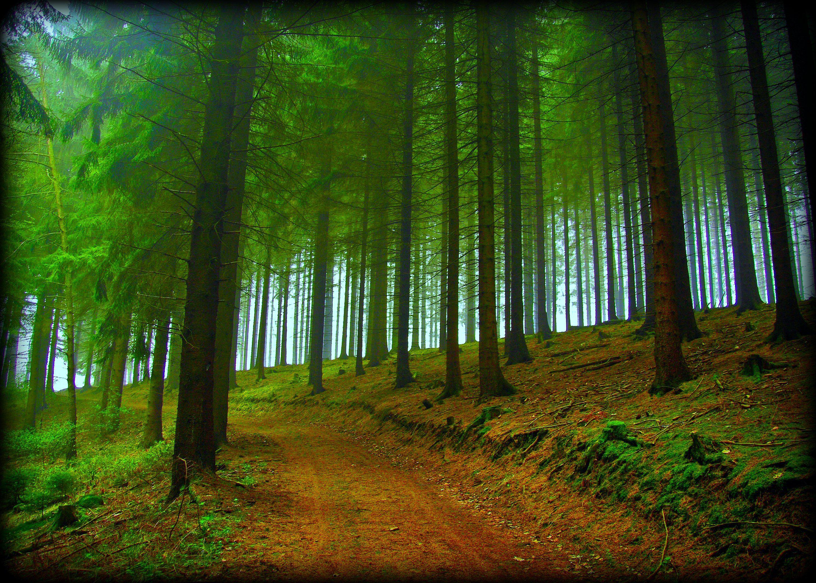 Forest Trees Road Nature Fog Free Desktop Background >> HD ...