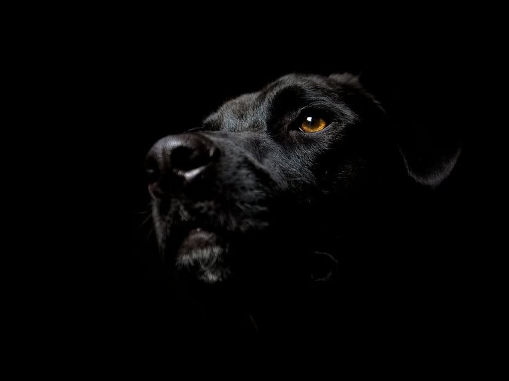 Black Labrador Backgrounds