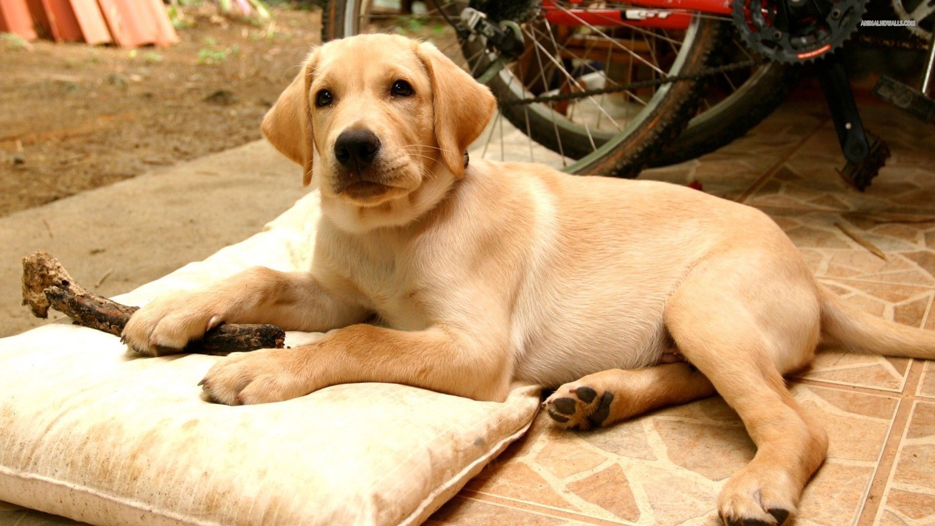 Yellow Lab Wallpapers