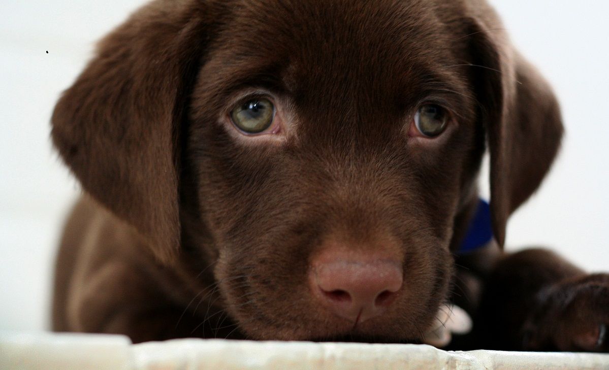 Chocolate Lab Backgrounds