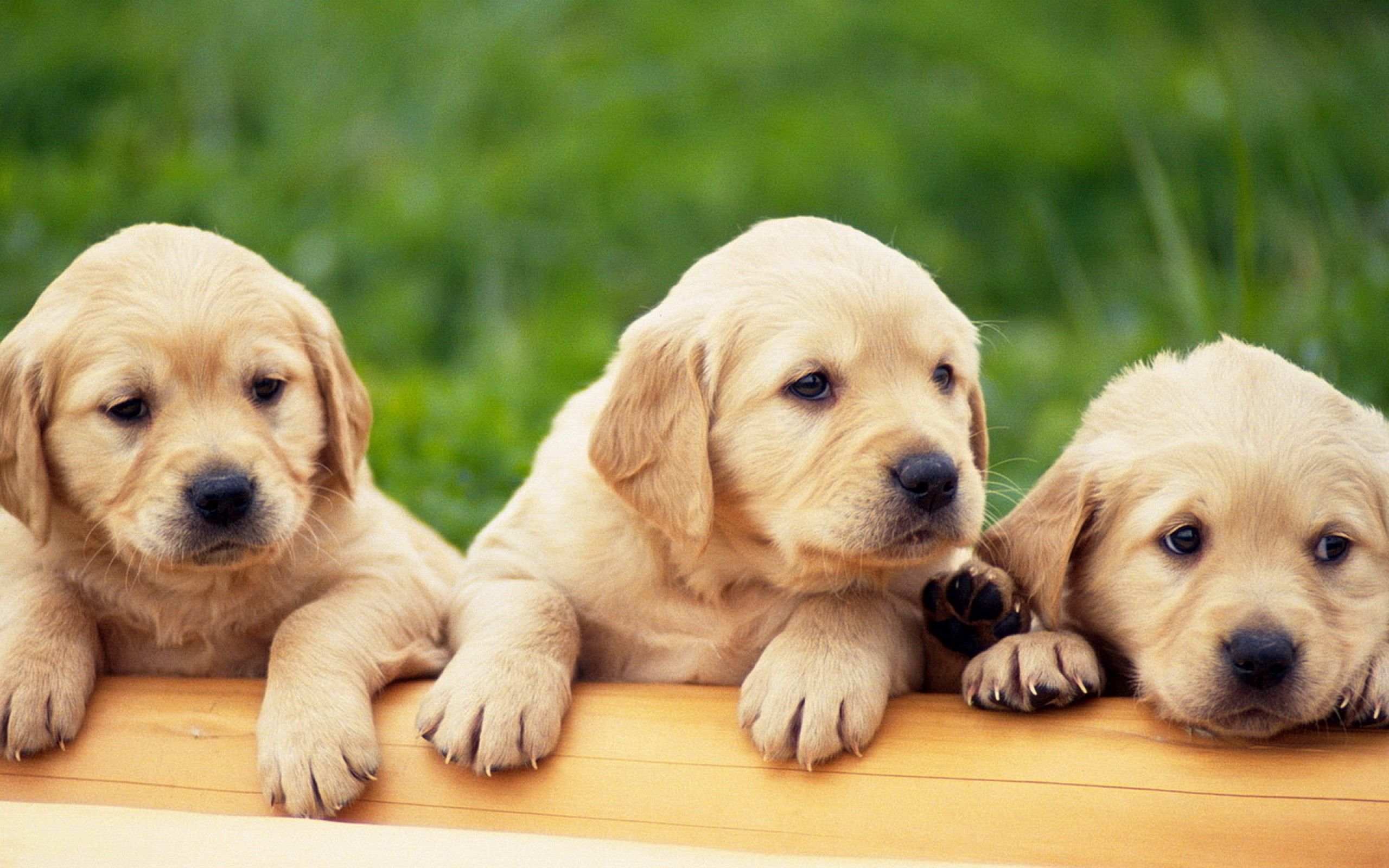 Funny Pet Wallpapers Cute Labrador Retriever Puppies 2560x1600PX