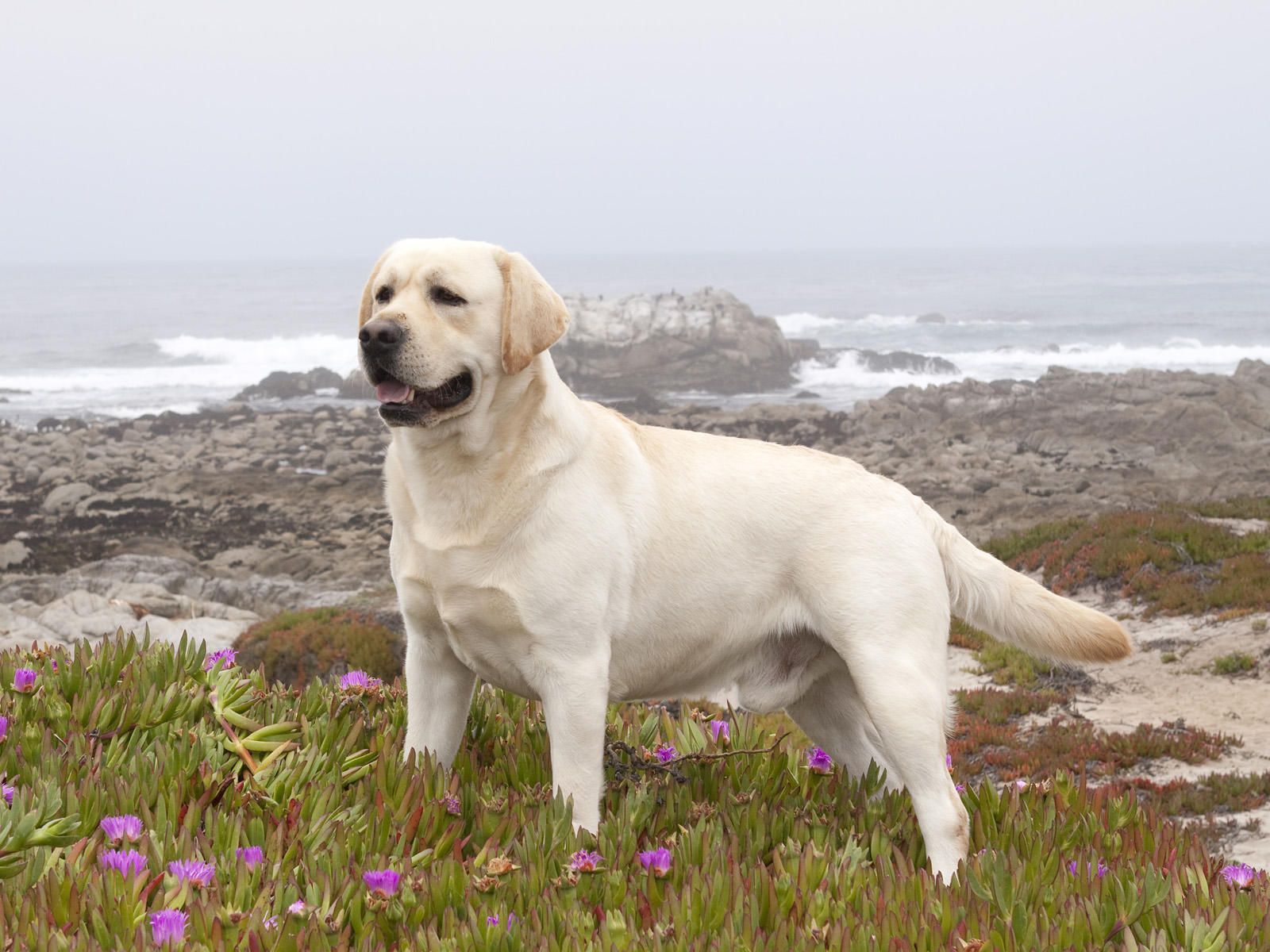 Labrador Retriever Backgrounds