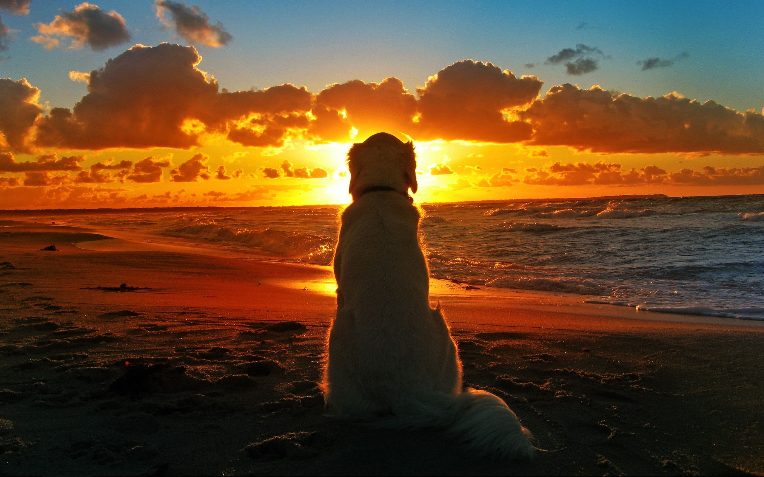Labrador-Dog-At-Sunset-Desktop-HD-Wallpaper.jpeg