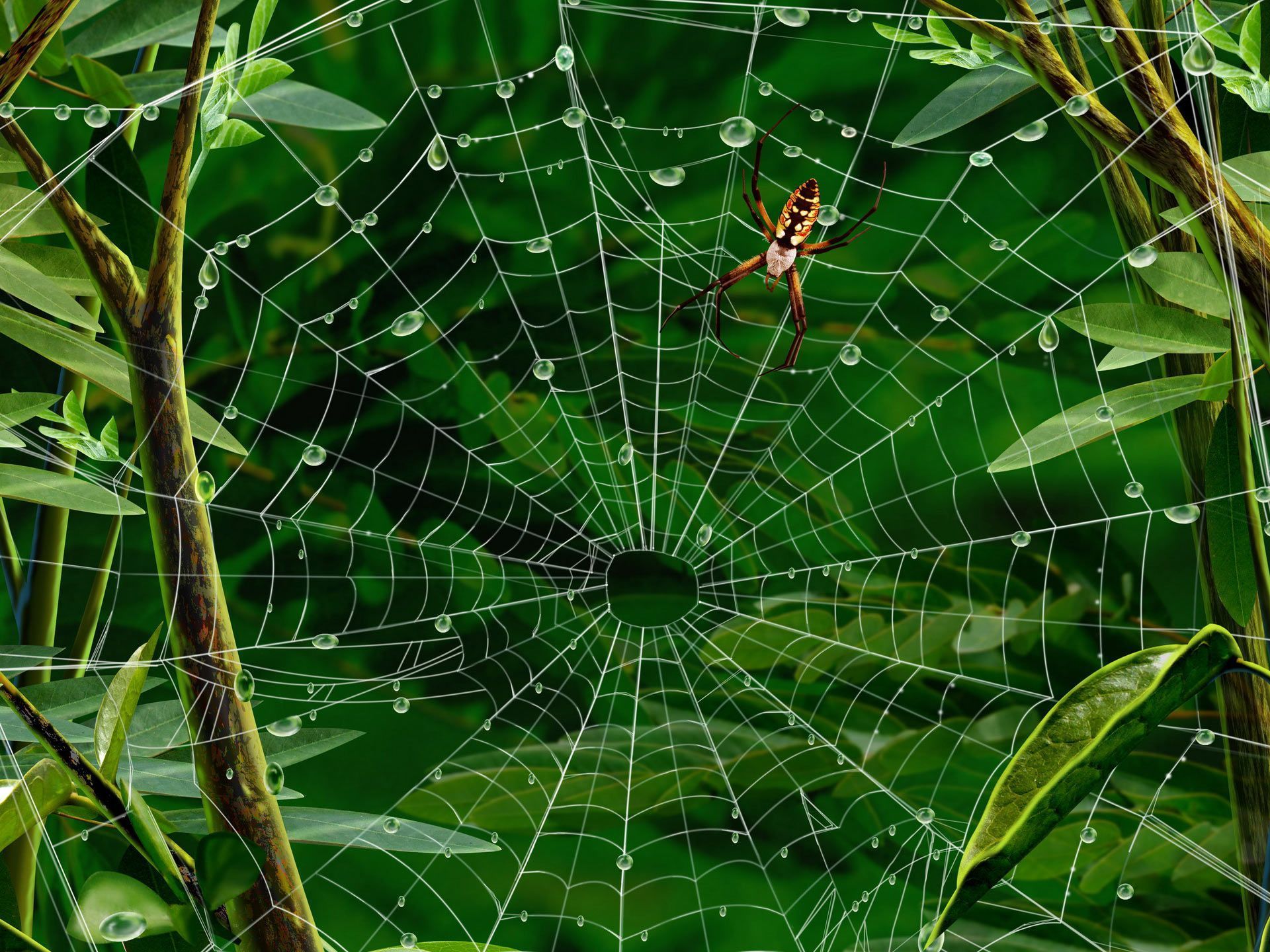 Desktop Wallpaper · Gallery · Windows 7 · Exotic spider | Free ...