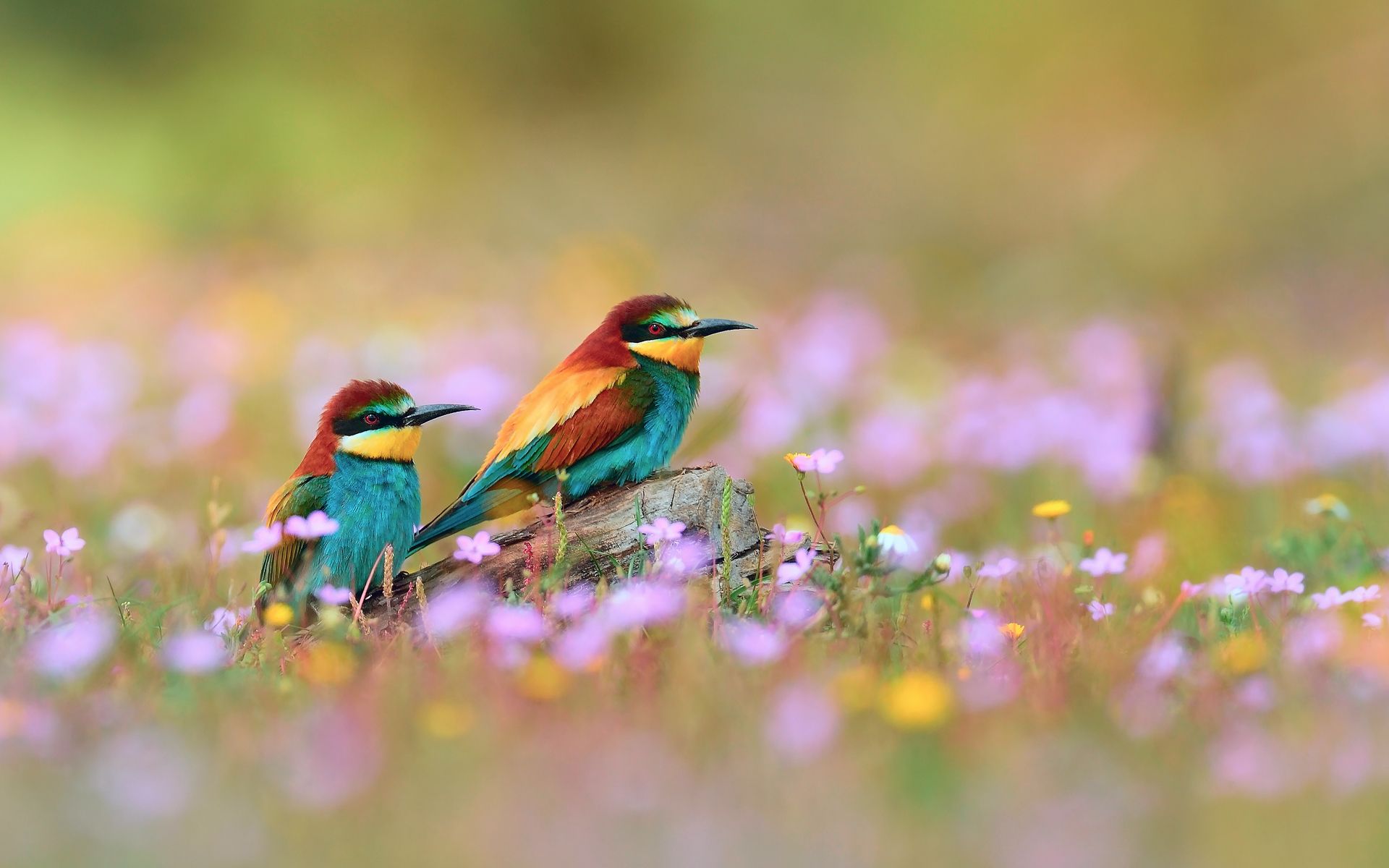 Wallpapers Birds Exotic Animals Image Download