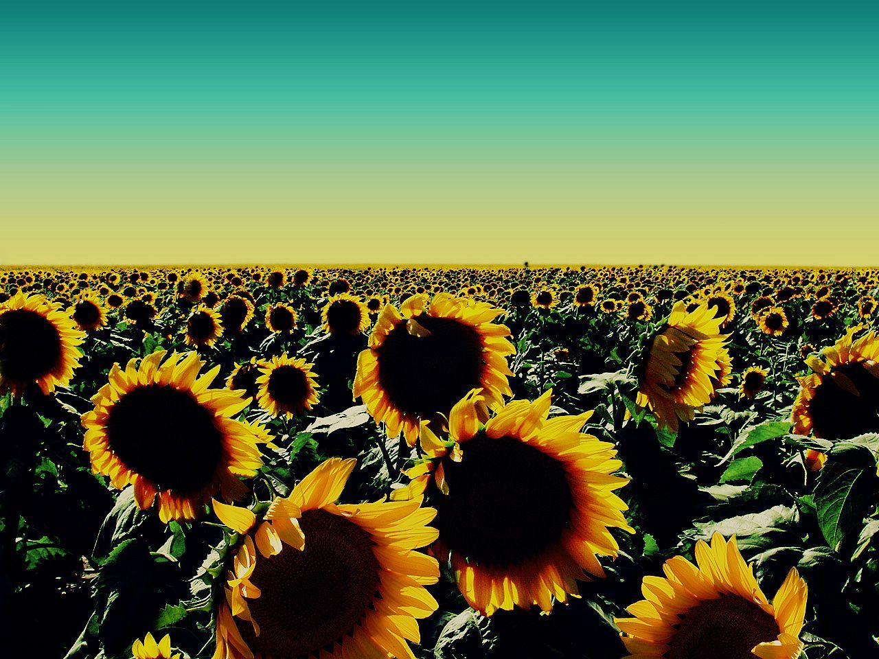Sunflower HD Wallpaper | Sunflower Pictures Free | Cool Wallpapers