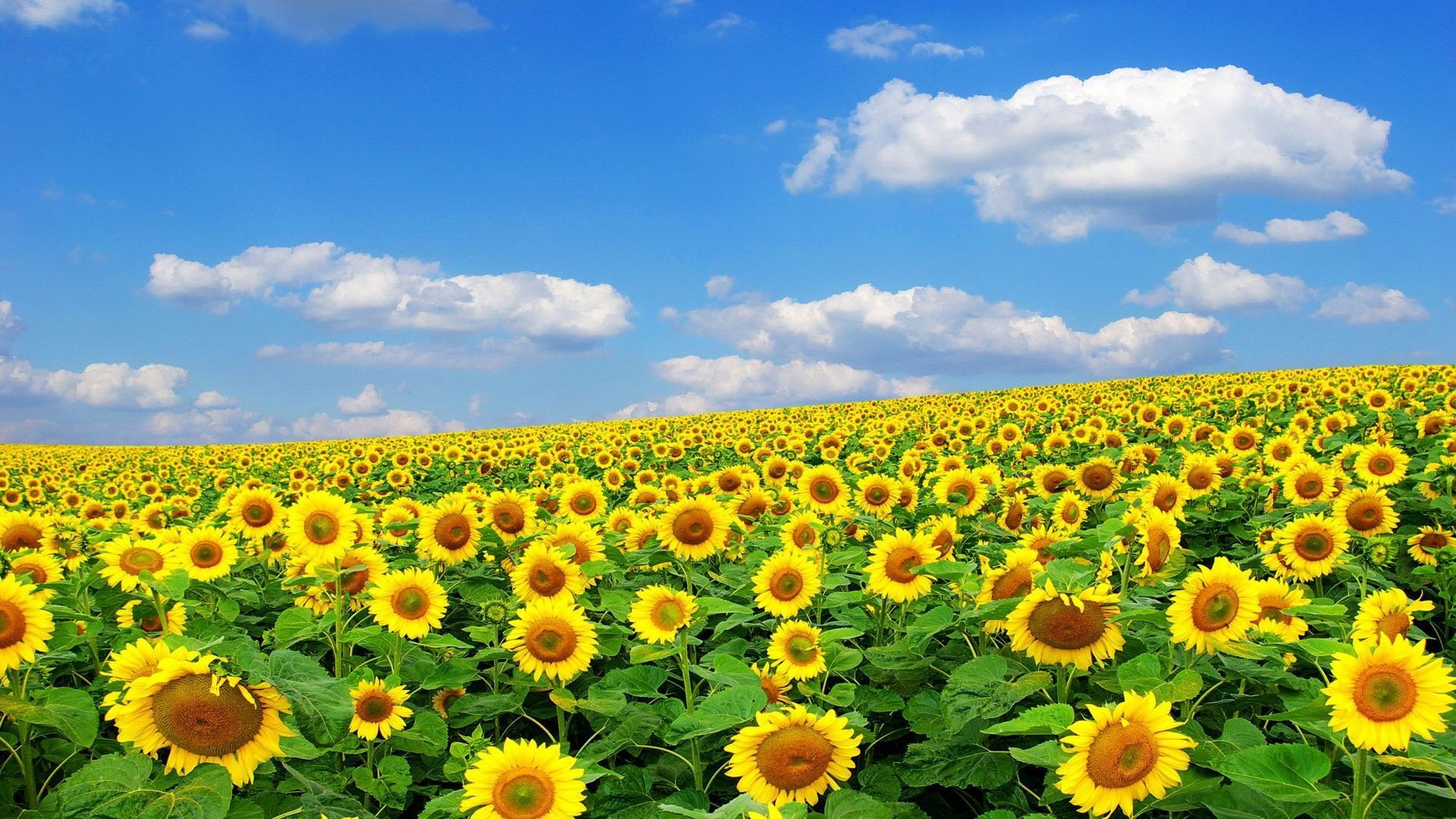 nature-beautiful-sunflower-widescreen-hd-wallpapers.jpg