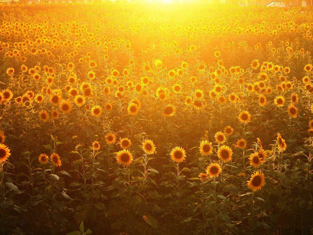 The Sunflower Wallpaper HD - Flower Photo - Flower Photo