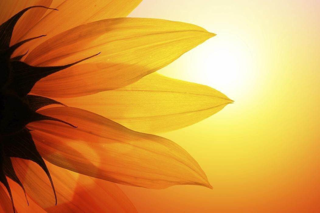 Free Sunflower Backgrounds For PowerPoint - Abstract and Textures ...