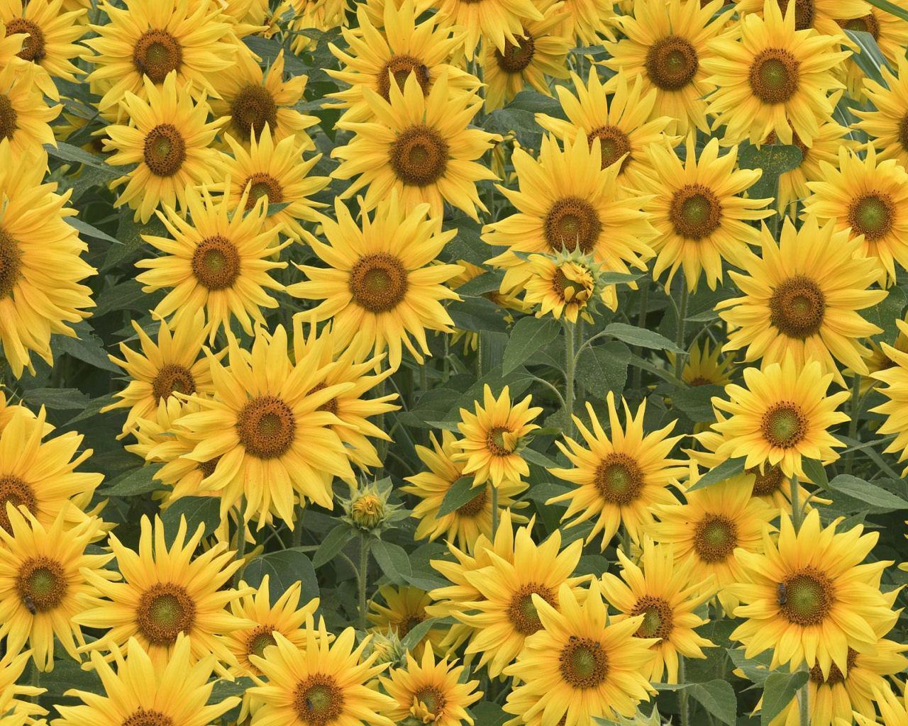 Sunflower Tumblr Backgrounds Wallpaper