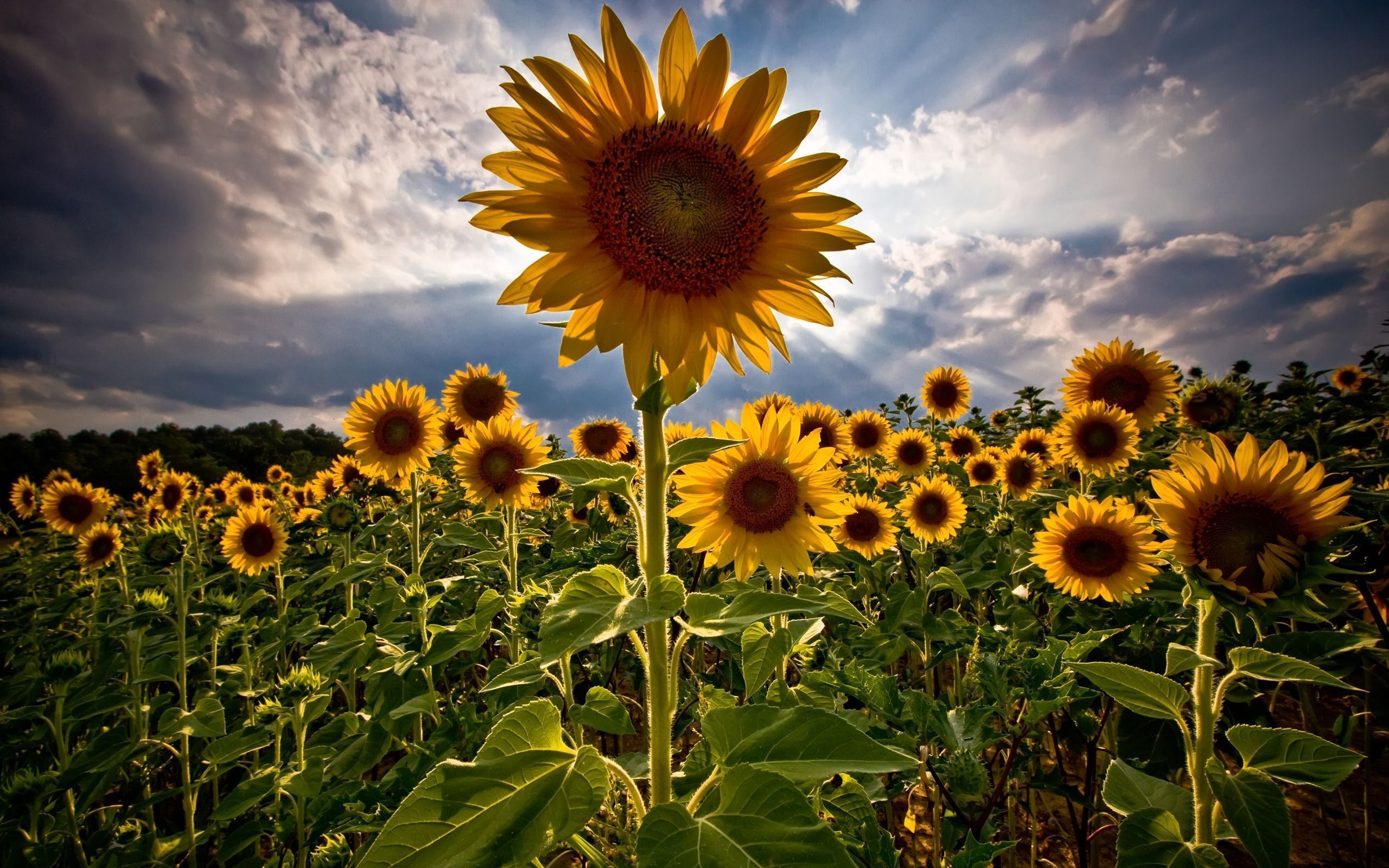 Download Beautiful Sunflower Wallpaper 3835 2560x1600 px High resolution