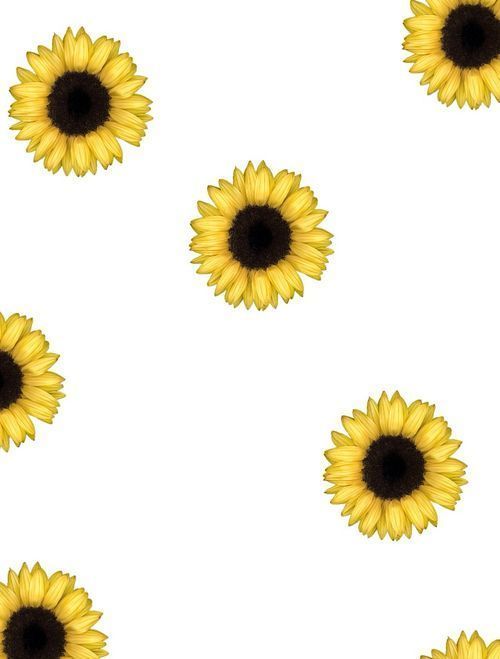 Sunflower Background Tumblr