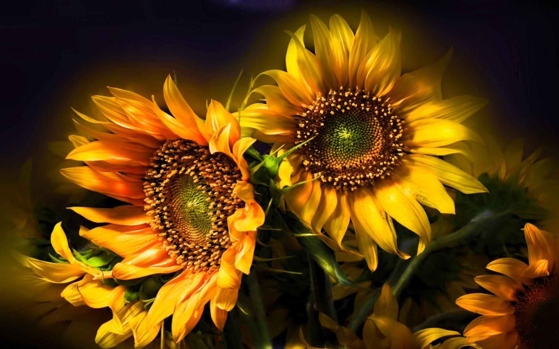 Beautiful Sunflower HD Backgrounds