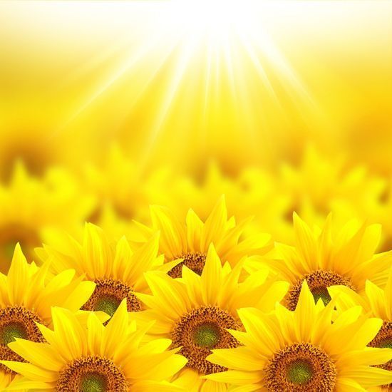 Sunflower Backgrounds Promotion Shop for Promotional Sunflower