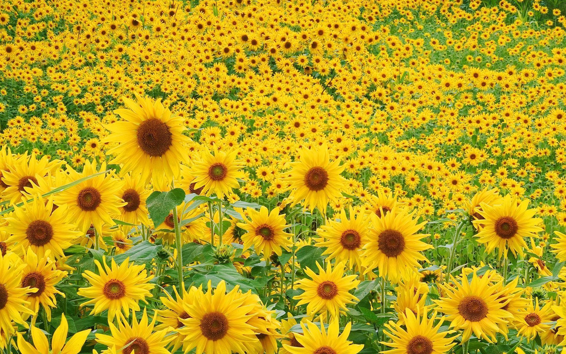 Sunflower HD Wallpapers 26| Sunflower field wide | updatespot