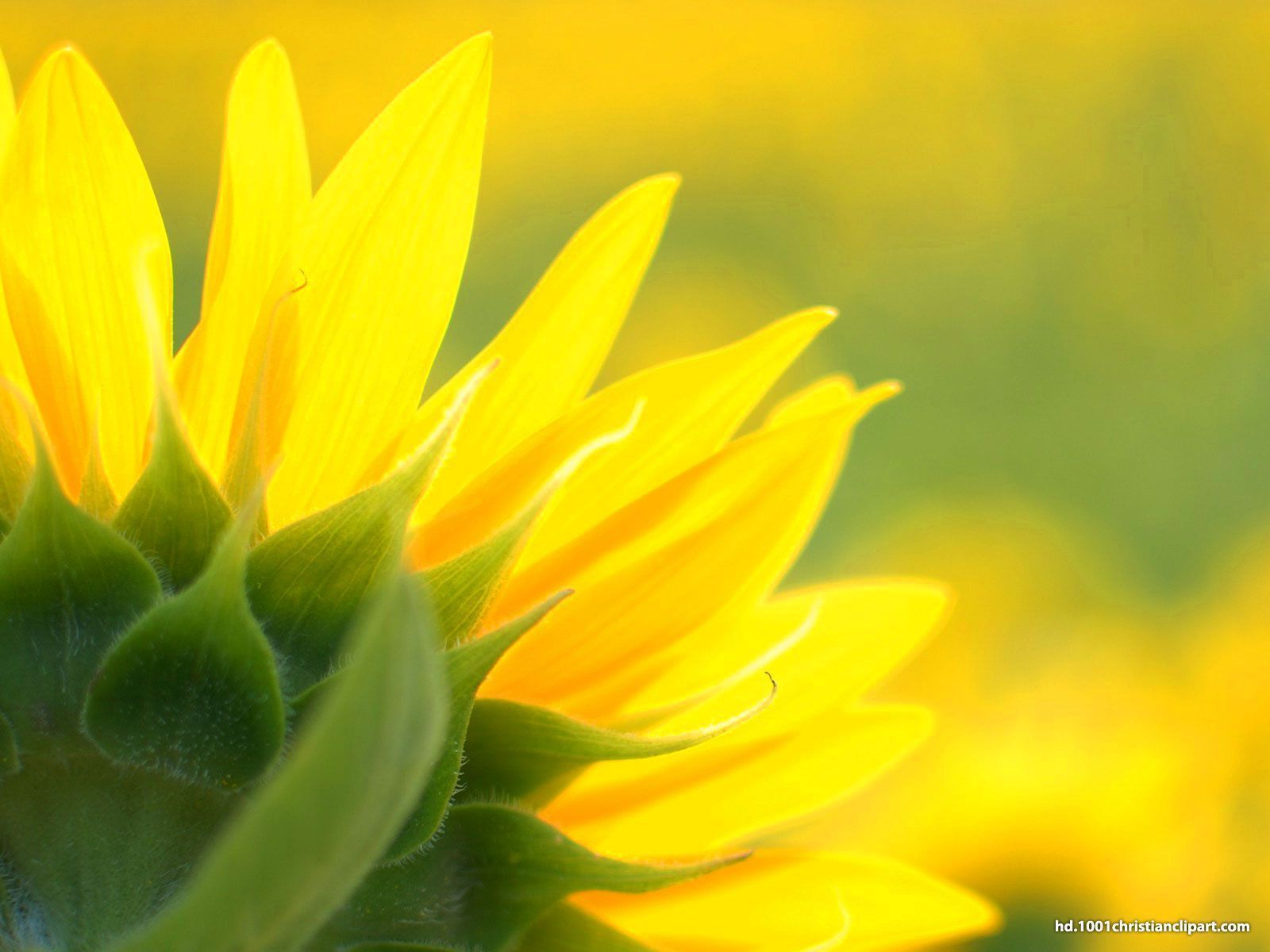 Sunflower Background – HD Slide Backgrounds