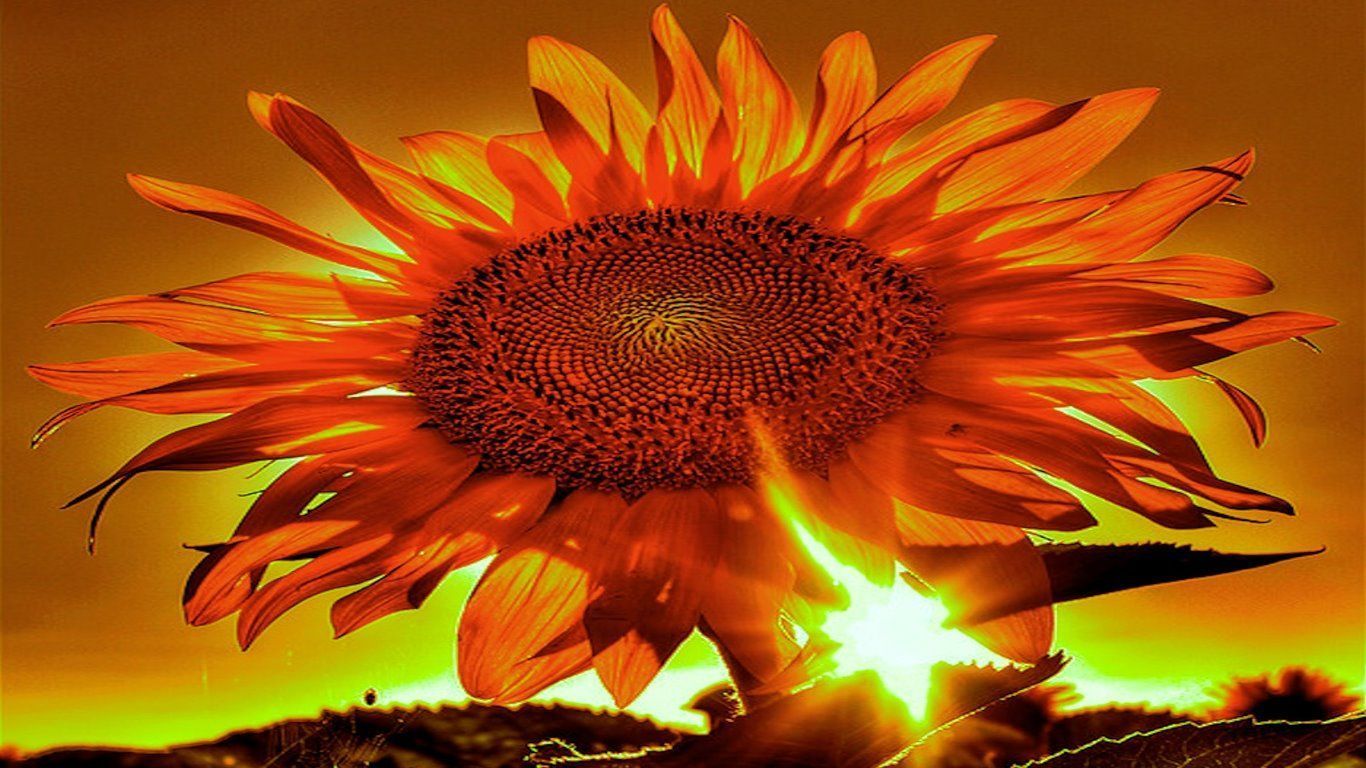 252 Sunflower HD Wallpapers | Backgrounds - Wallpaper Abyss - Page 7