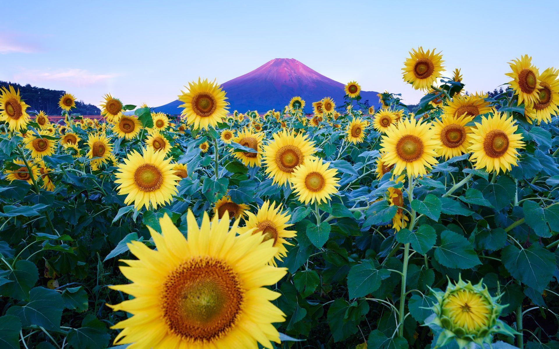 252 Sunflower HD Wallpapers | Backgrounds - Wallpaper Abyss - Page 4