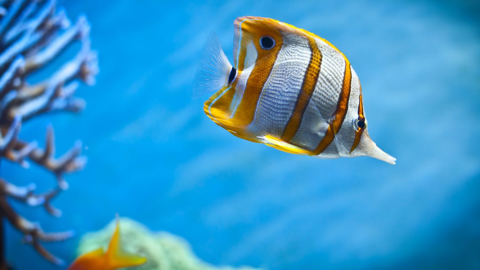 Copperband Butterfly Fish Wallpapers | HD Wallpapers