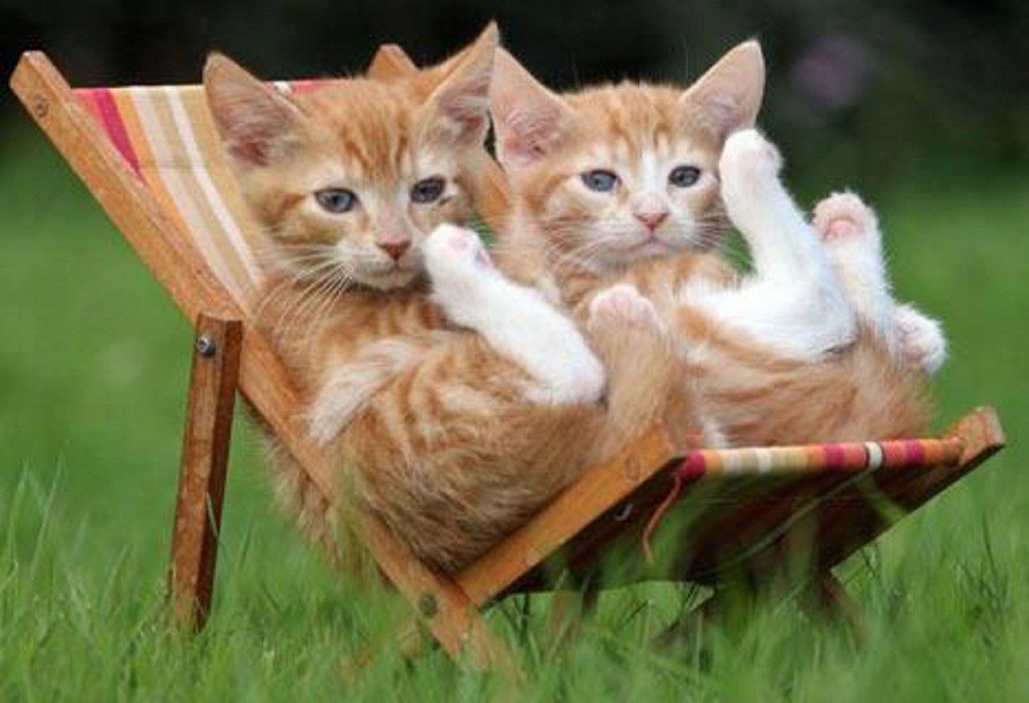 Cats: Just Chillin Kittens Beach Chairs Orange White Animals Cats ...