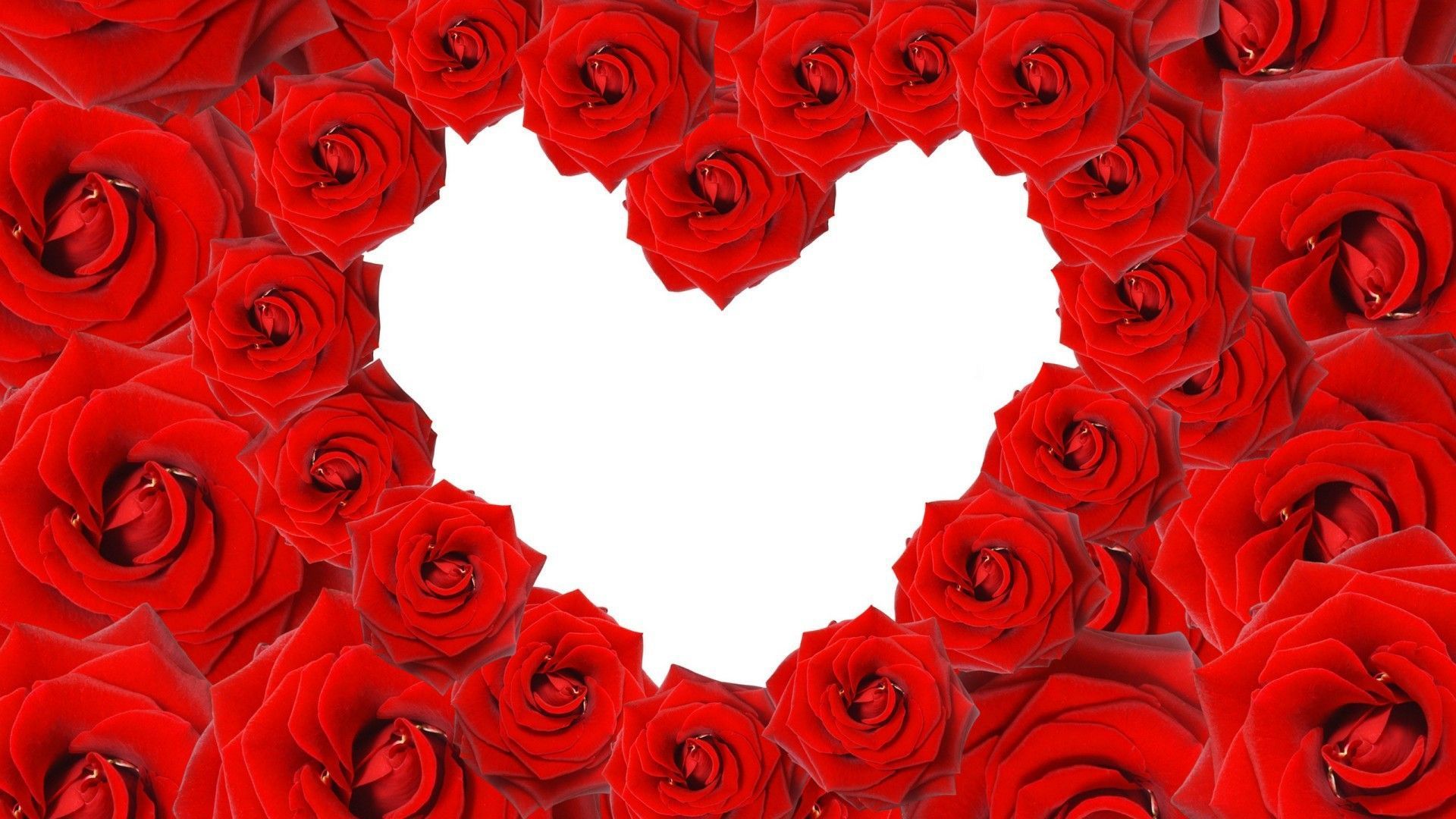 Red roses in a heart shape on white background wallpapers and ...