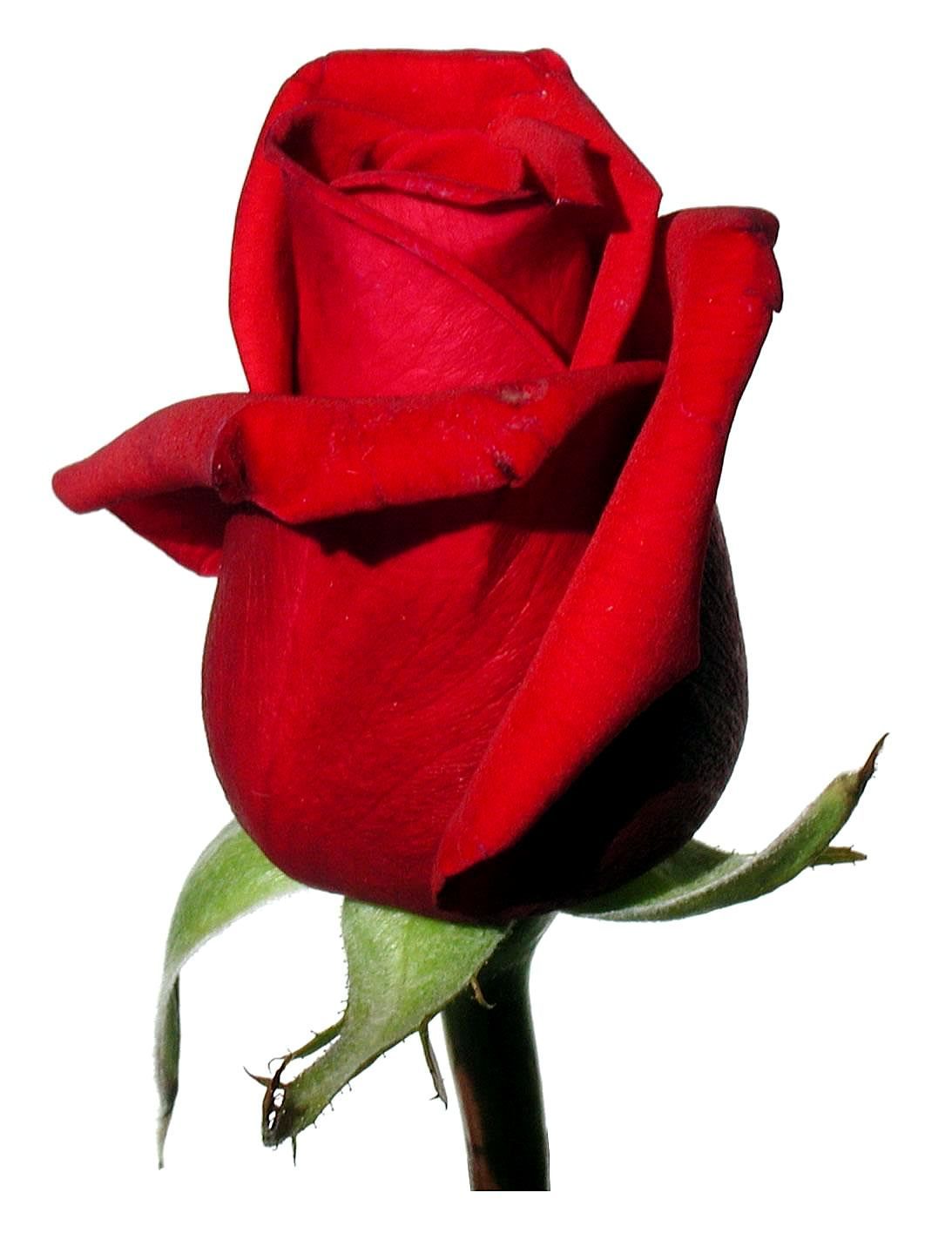 File:Rose red on white background.jpg - Wikimedia Commons